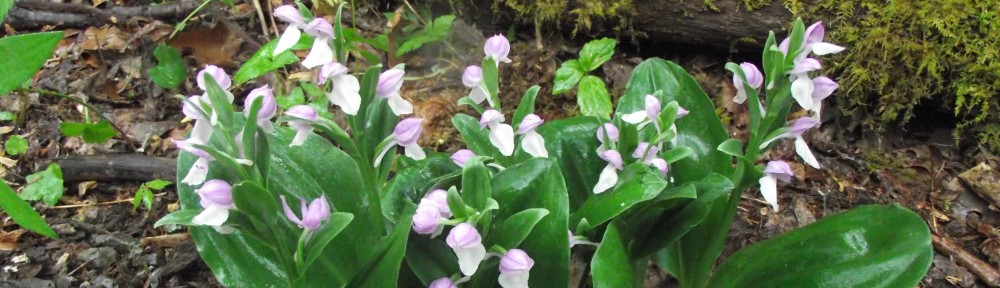 Showy Orchid and Moss.jpg